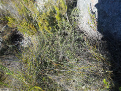 Metalasia serrulata
