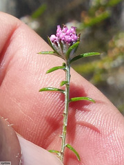 Metalasia serrulata