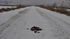 Nyctereutes procyonoides