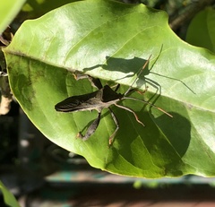 Pseudomictis distinctus