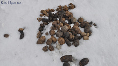 Nyctereutes procyonoides