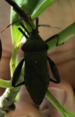 Pseudomictis distinctus