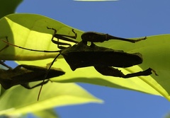 Pseudomictis distinctus