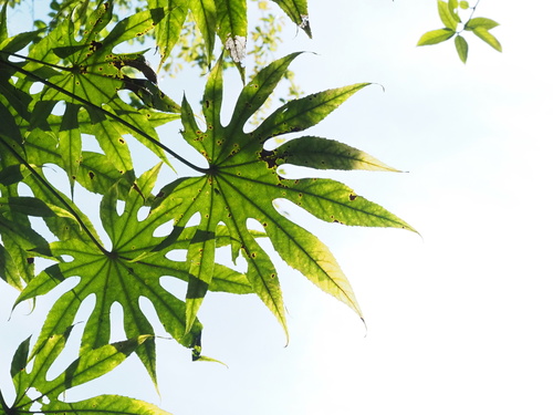 Image of Fatsia polycarpa by no rights reserved