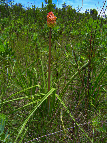 Kniphofia linearifolia image