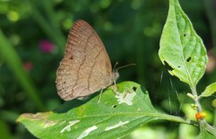 Hermeuptychia gisella