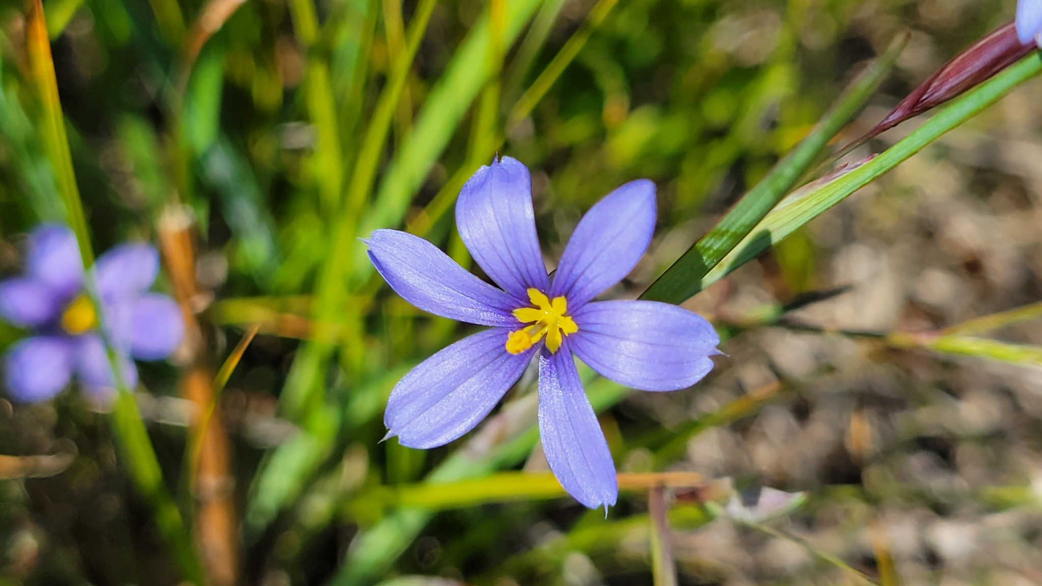 Sisyrinchium fuscatum