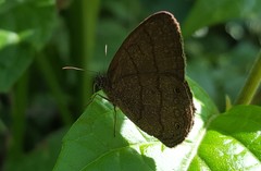 Hermeuptychia gisella