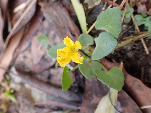 Image of Nymphoides aurantiaca by (c) Nina Kerr, some rights reserved (CC BY)