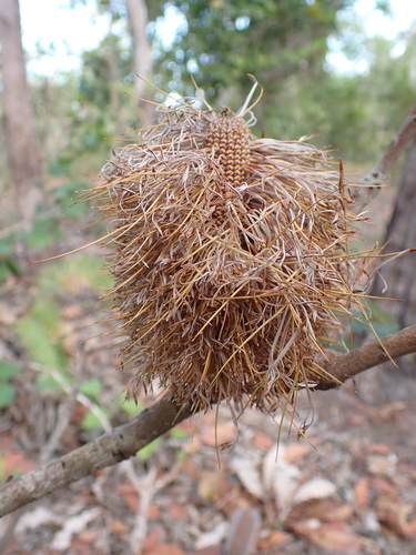 Image of Banksia dentata by (c) Nina Kerr, some rights reserved (CC BY)