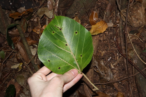Image of Aleurites rockinghamensis by (c) Thomas Mesaglio, some rights reserved (CC BY)
