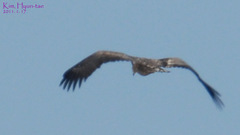 Haliaeetus