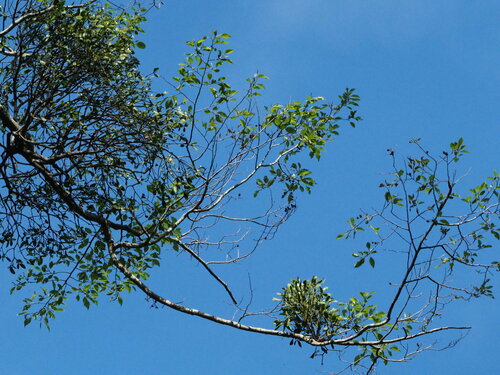 Image of Viscum Coloratum (Viscum coloratum) by no rights reserved
