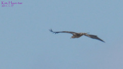 Haliaeetus