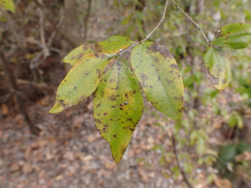 Strychnos lucida (Strychnos lucida)