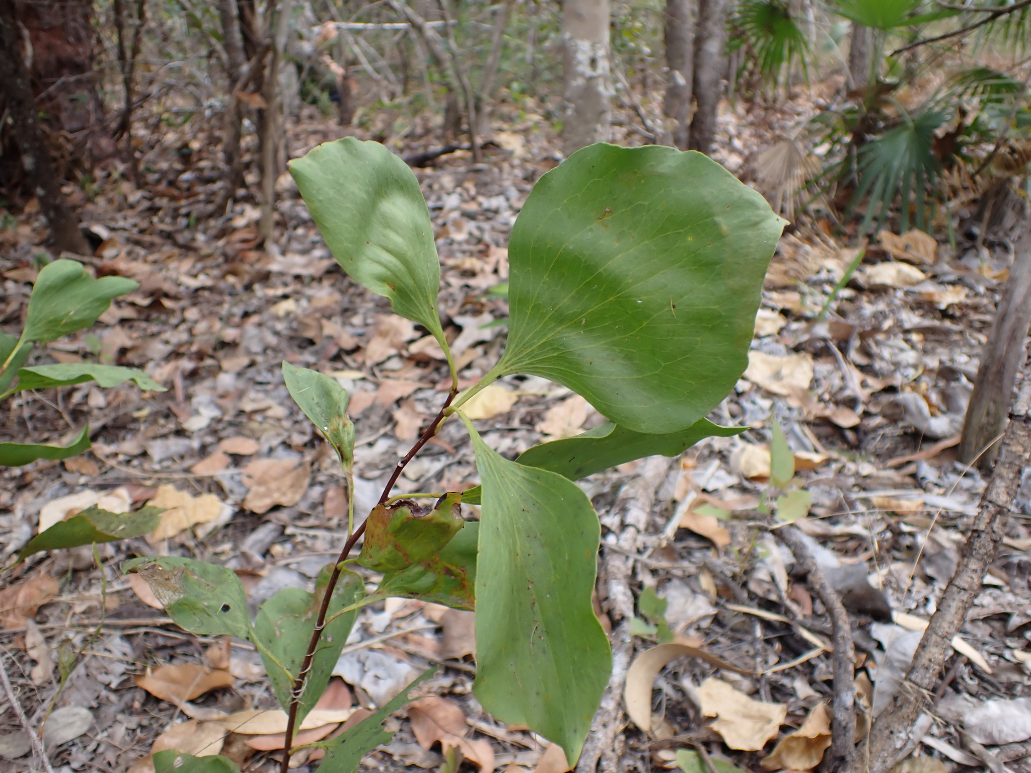 Stenocarpus acacioides