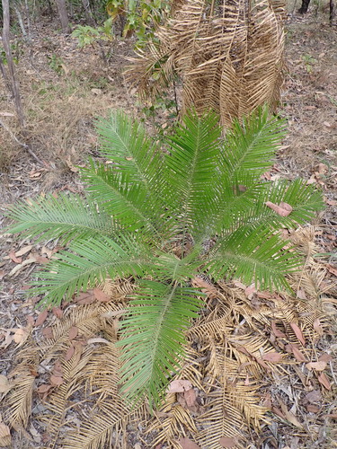 Image of Zamia Palm (Cycas armstrongii) by (c) Nina Kerr, some rights reserved (CC BY)