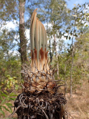 Image of Zamia Palm (Cycas armstrongii) by (c) Nina Kerr, some rights reserved (CC BY)