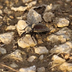 Scaphinotus elevatus