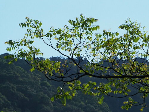 Image of Tetradium Glabrifolium (Tetradium glabrifolium) by no rights reserved