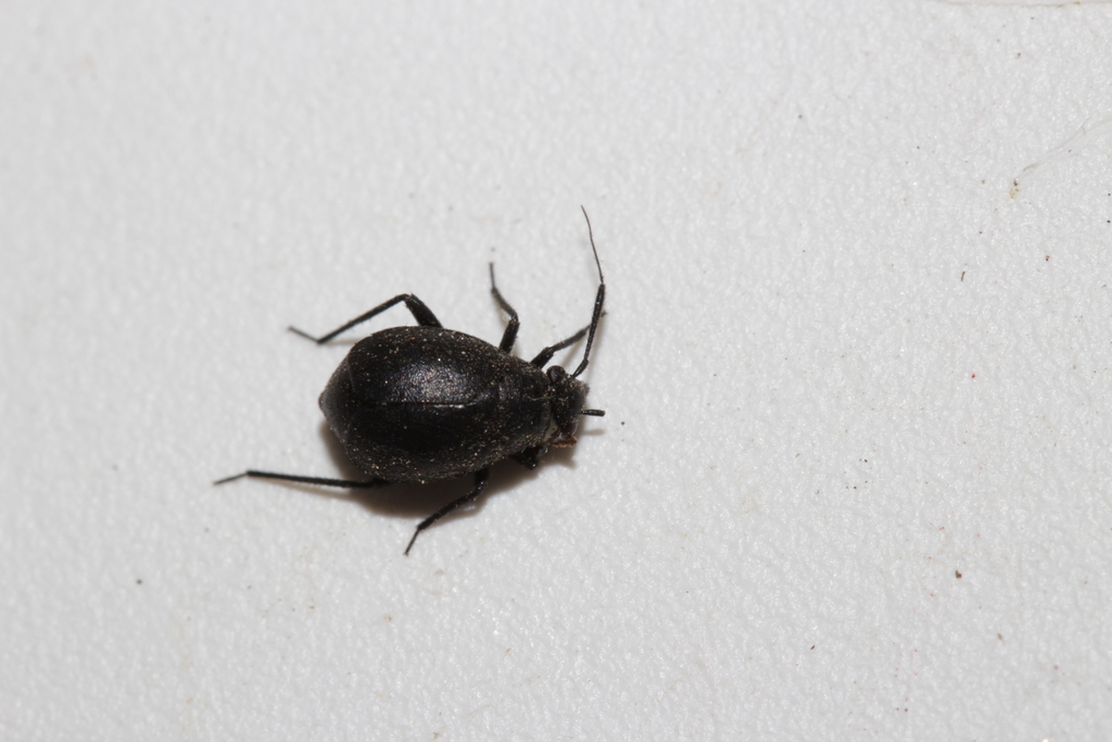Orthocephalus brevis