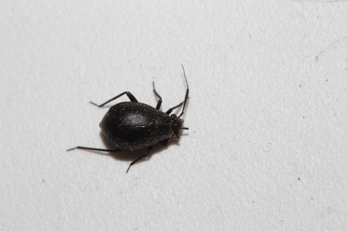 Orthocephalus brevis