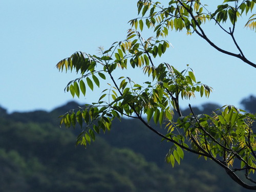 Image of Tetradium Glabrifolium (Tetradium glabrifolium) by no rights reserved