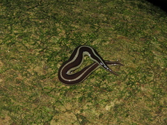 Newzealandia