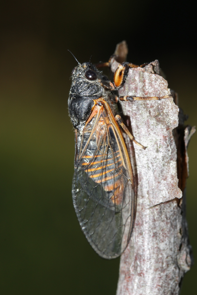 Cicadetta cantilatrix