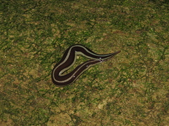 Newzealandia