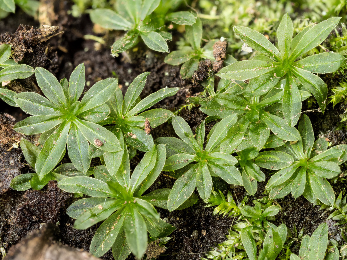 Atrichum crispum