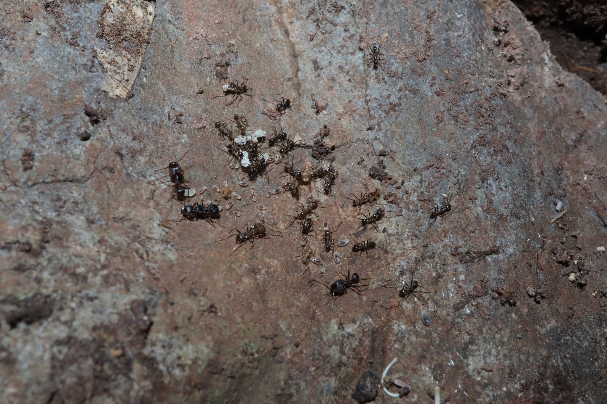 Pheidole impressiceps