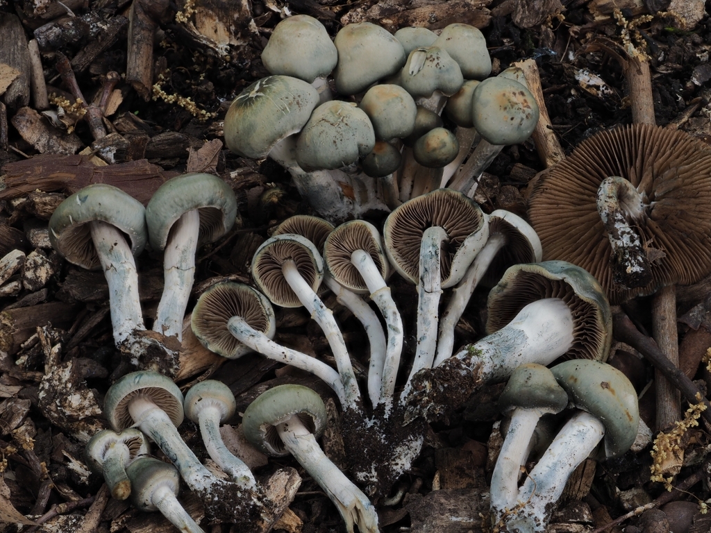 Psychedelic Ovoid Mushroom from Lloyd District, Portland, OR, USA on