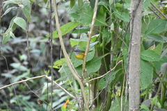 Myiothlypis coronata