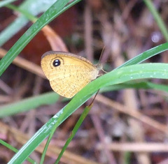 Ypthima sesara