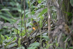 Myiothlypis coronata