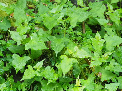 Persicaria biconvexa