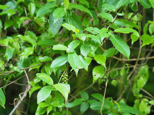 Image of Stachyurus himalaicus by no rights reserved