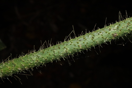 Image of Calamus caryotoides by (c) Thomas Mesaglio, some rights reserved (CC BY)