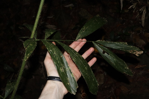 Image of Calamus caryotoides by (c) Thomas Mesaglio, some rights reserved (CC BY)
