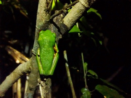 Agalychnis taylori