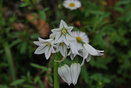 Allium triquetrum image