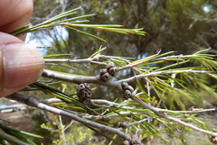 Melaleuca uncinata