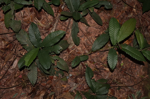 Image of Tetracera nordtiana by (c) Thomas Mesaglio, some rights reserved (CC BY)