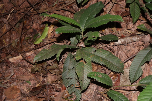Image of Tetracera nordtiana by (c) Thomas Mesaglio, some rights reserved (CC BY)