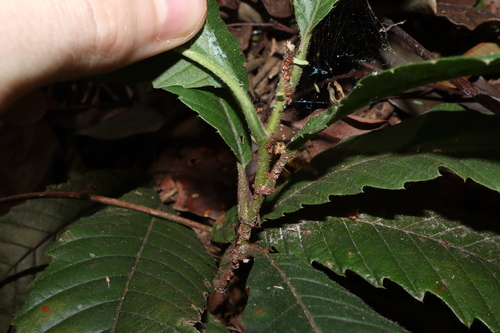 Image of Tetracera nordtiana by (c) Thomas Mesaglio, some rights reserved (CC BY)