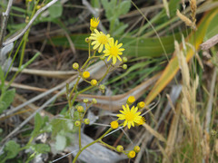 Senecio colensoi