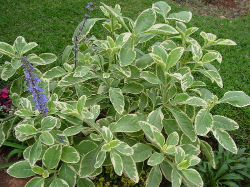 Coleus barbatus var. grandis image