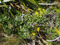 Senecio colensoi