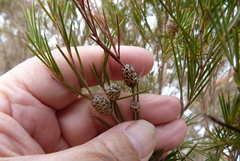 Melaleuca uncinata